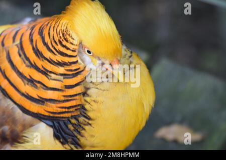 Wunderschöner Goldener Fasan aus China, Nahaufnahme von Gesicht und Kopf, mit konzentrischen Kreisen und gelbem / goldenem Wappen. Stockfoto