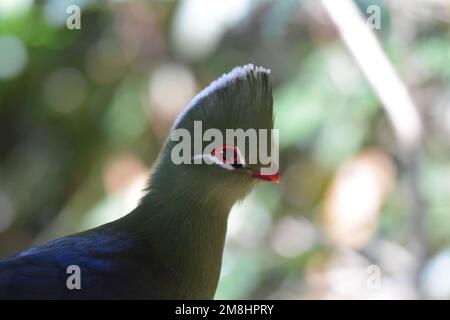 Der wunderschöne Vogel symbolisiert die würde und das permanente Make-up verstärkt das orangefarbene Ringauge und den roten Schirm. Ein majestätisches Biird, das lausig und ungeschickt sein kann. Stockfoto