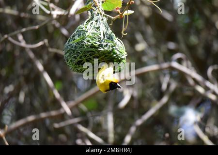 Weniger maskierter Weaver, der aus seinem Nest schaut Stockfoto