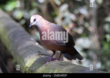 Lemon Dove, früher bekannt als Cinnamon Dove, ist eine illusive Bewohnerin von schattigen Waldböden. Stockfoto