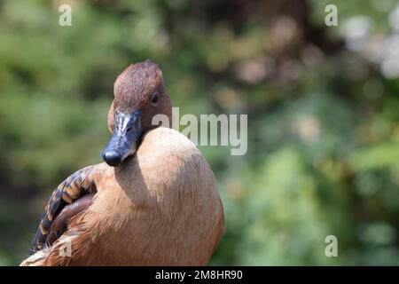 Ente, ein hübscher, schmieriger Vogel. Stockfoto