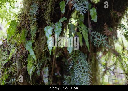 Entdecken Sie die Fauna eines gemäßigten Regenwaldes, während Sie auf dem Sendero Cascadas Escondidas im Parque Nacional Pumalín in Patagonien, Chile, wandern Stockfoto