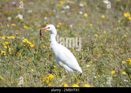 Weiße gefiederte westliche Rinder Egret stalkt Insekten inmitten der Blumen im West Coast National Park, Südafrika. Stockfoto