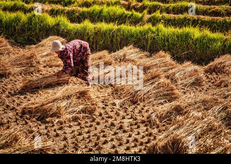 Eine Frau arbeitet in den Reisfeldern rund um Sopsokha und Chemi Lhakhang Kloster. Bhutan. Stockfoto