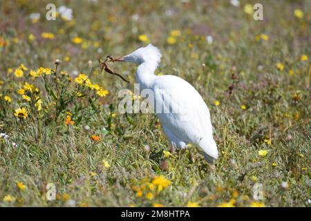 Weiße gefiederte westliche Rinder Egret stalkt Insekten inmitten der Blumen im West Coast National Park, Südafrika. Stockfoto