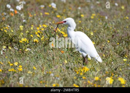 Weiße gefiederte westliche Rinder Egret stalkt Insekten inmitten der Blumen im West Coast National Park, Südafrika. Stockfoto