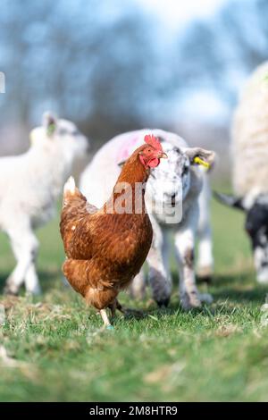 Freilandhennen in einer Herde von Mutterschafen und Lämmern, nachdem sie gefüttert wurden, auf der Suche nach zusätzlichen Futterstücken zum Aufputzen. North Yorkshire, Großbritannien Stockfoto