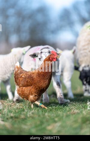 Freilandhennen in einer Herde von Mutterschafen und Lämmern, nachdem sie gefüttert wurden, auf der Suche nach zusätzlichen Futterstücken zum Aufputzen. North Yorkshire, Großbritannien Stockfoto