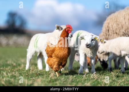 Freilandhennen in einer Herde von Mutterschafen und Lämmern, nachdem sie gefüttert wurden, auf der Suche nach zusätzlichen Futterstücken zum Aufputzen. North Yorkshire, Großbritannien Stockfoto