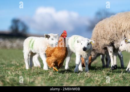 Freilandhennen in einer Herde von Mutterschafen und Lämmern, nachdem sie gefüttert wurden, auf der Suche nach zusätzlichen Futterstücken zum Aufputzen. North Yorkshire, Großbritannien Stockfoto