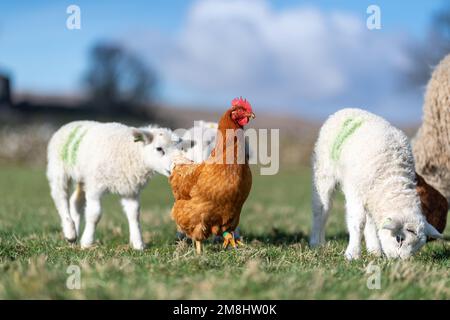 Freilandhennen in einer Herde von Mutterschafen und Lämmern, nachdem sie gefüttert wurden, auf der Suche nach zusätzlichen Futterstücken zum Aufputzen. North Yorkshire, Großbritannien Stockfoto