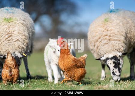 Freilandhennen in einer Herde von Mutterschafen und Lämmern, nachdem sie gefüttert wurden, auf der Suche nach zusätzlichen Futterstücken zum Aufputzen. North Yorkshire, Großbritannien Stockfoto