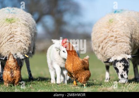 Freilandhennen in einer Herde von Mutterschafen und Lämmern, nachdem sie gefüttert wurden, auf der Suche nach zusätzlichen Futterstücken zum Aufputzen. North Yorkshire, Großbritannien Stockfoto