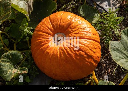Reifer Kürbis im Herbst Stockfoto