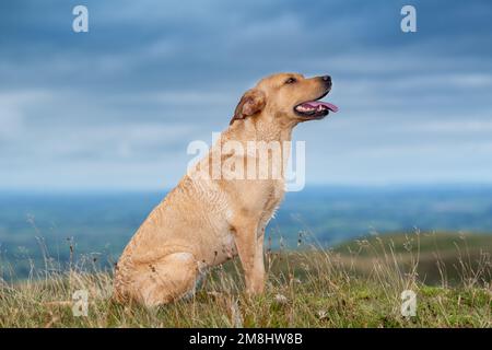 Goldener Labrador-Revolverhund auf Moorland, Cumbria, Großbritannien. Stockfoto