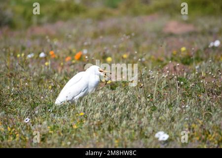 Weiße gefiederte westliche Rinder Egret stalkt Insekten inmitten der Blumen im West Coast National Park, Südafrika. Stockfoto