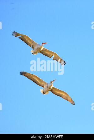 (230114) -- SHIJIAZHUANG, 14. Januar 2023 (Xinhua) -- zwei dalmatinische Pelikane (Pelecanus crispus) fliegen über den Hengshui-See in Hengshui, Nordchina-Provinz Hebei, 22. Dezember 2022. In jüngster Zeit wurden in einem Naturschutzgebiet in der nordchinesischen Provinz Hebei mehr als 64.000 Zugvögel gesichtet, so die Behörden. FÜR „über 64.000 Zugvögel im Winter im Naturschutzgebiet Nordchina“ (Foto: Zhang Zhenchang/Xinhua) Stockfoto