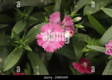 Cheddar Rosa - Dianthus gratianopolitanus Seltene Somerset fllower Stockfoto