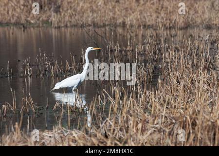 Ein weißer Reiher jagt in einem Teich voller Schilf. Stockfoto