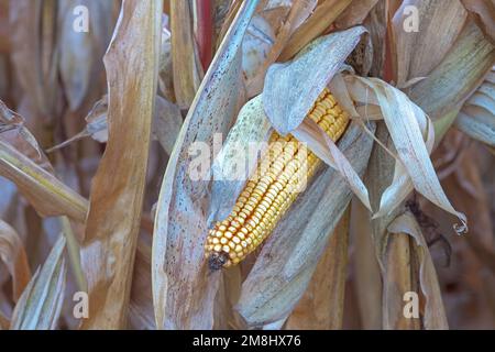 Ein goldenes Ohr aus Mais, das noch auf einem Stiel steht, wartet darauf, für Getreide geerntet zu werden. Stockfoto