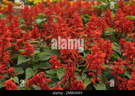 Rote Salvia Splendens ( Salvia Salve, Salvia nemorosa ) Blumen blühen im Garten, selektiver Fokus. Stockfoto