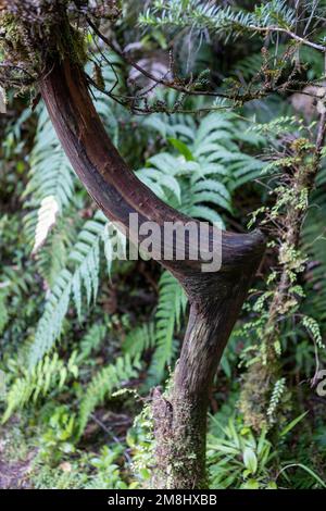 Entdecken Sie die Fauna eines gemäßigten Regenwaldes, während Sie auf dem Sendero Cascadas Escondidas im Parque Nacional Pumalín in Patagonien, Chile, wandern Stockfoto