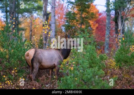 Kuhelch in Clam Lake, Wisconsin. Stockfoto