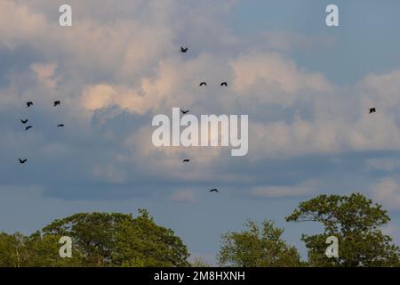 Amerikanische Krähen fliegen im Norden von Wisconsin. Stockfoto