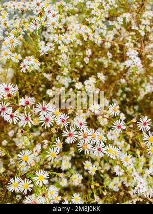 Eine vertikale Nahaufnahme von Symphyotrichum pilosum, haariger weißer oldfield-Aster. Stockfoto