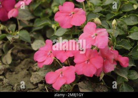 Hintergrund von Blüten von New Guinea Impatiens ( Impatiens hawkeri w.Bull., New Guinea Hybriden ) und grünen Blättern, Nahaufnahme Stockfoto