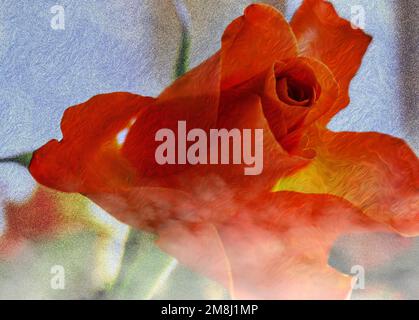 ABSTRACT : FLORA - ROSE Stockfoto