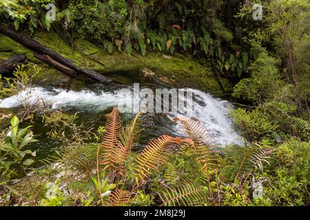 Blick auf den Wasserfall bei einer Wanderung auf den Sendero Cascadas Escondidas im Parque Nacional Pumalín Douglas Tompkins in Patagonien, Chile Stockfoto