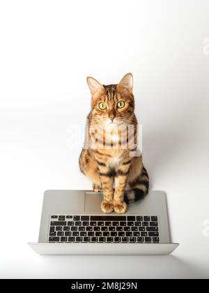 Wunderschöne bengalische Katze mit einem grauen Laptop auf weißem Hintergrund. Stockfoto