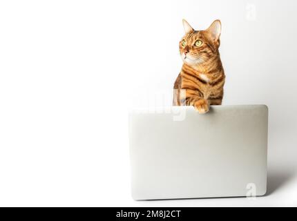 Wunderschöne bengalische Katze mit einem grauen Laptop auf weißem Hintergrund. Stockfoto