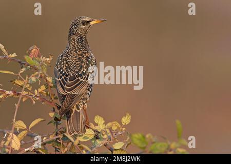 Storno - der gemeinsame Starling (Sturnus vulgaris), auch bekannt als europäischer Starling und einfach als Starling in Großbritannien und Irland Stockfoto