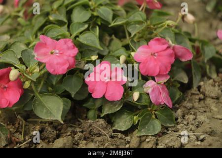 Hintergrund von Blüten von New Guinea Impatiens ( Impatiens hawkeri w.Bull., New Guinea Hybriden ) und grünen Blättern, Nahaufnahme Stockfoto