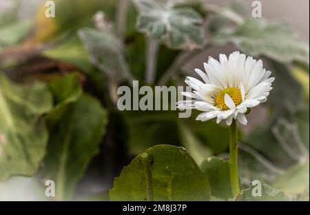 Nahaufnahme eines gewöhnlichen Gänseblümchen-Makros Stockfoto