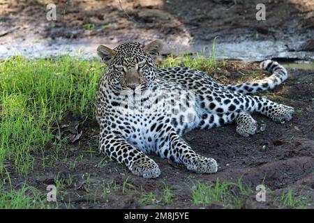 Weibliche Leopardin, die auf einem getrockneten Schlammfleck auf einer schattigen Lichtung im Kruger-Nationalpark, Südafrika, liegt Stockfoto