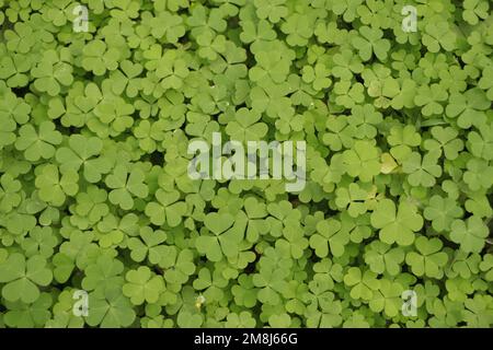 Hintergrund grünes Shamrock/Naturhintergrund, frische grüne saftige Farbe, Shamrock Pflanze Stockfoto