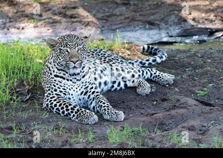 Weibliche Leopardin, die auf einem getrockneten Schlammfleck auf einer schattigen Lichtung im Kruger-Nationalpark, Südafrika, liegt Stockfoto