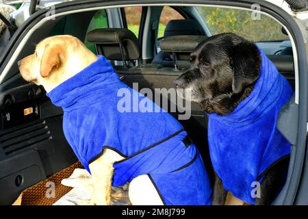 Ein paar Nasslabradoren, trocknend auf der Rückseite eines Autos - John Gollop Stockfoto