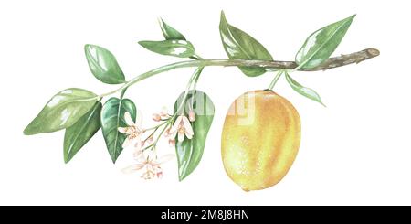 Gelbe Zitrone auf einem Zweig mit Blättern und weißen Blumen. Aquarelldarstellung. Isoliert auf weißem Hintergrund. Für Design-Aufkleber, Naturdrucke, k Stockfoto