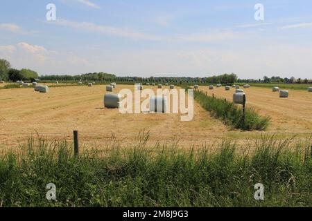 Ein Feld mit runden Heuballen aus Kunststoff in der niederländischen Landschaft im Frühling an einem sonnigen Tag Stockfoto