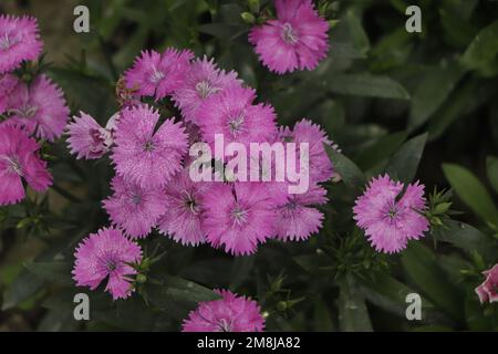 Nahaufnahme blühende Nelke Gloria Blume Dianthus caryophyllus, Nelkenrosa, Art Dianthus deltoides, Stockfoto
