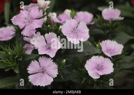 Cheddar Rosa - Dianthus gratianopolitanus Seltene Somerset fllower Stockfoto
