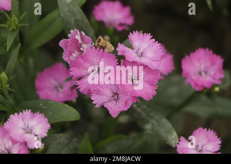 Cheddar rosa (Dianthus gratianopolitanus Vill.) Stockfoto