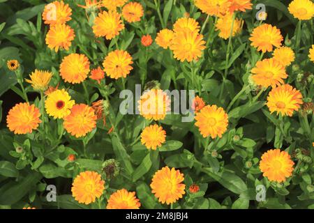 Calendula-Blüte am Sommertag. Stockfoto