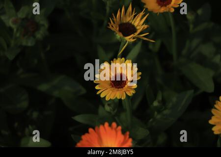 Die Verengung der gelben Calendula-Blume Stockfoto