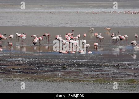 Gruppe von Flamingos in Laguna Grande, Catamarca, Argentinien Stockfoto