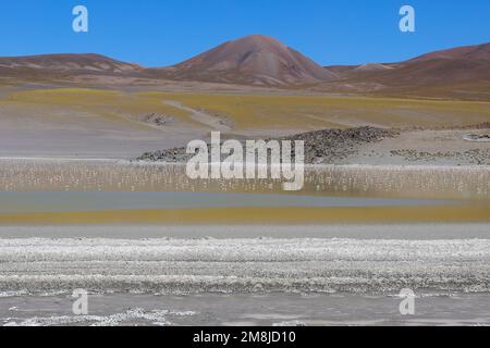 Flamingos in Laguna Grande, Catamarca, Argentinien Stockfoto